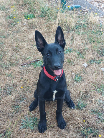 6 month old working Dutch shepherd female