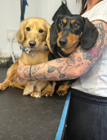 Miniature dachshund