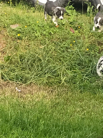 Two stunning grey and white pups for sale