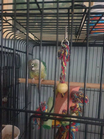 Pine apple hen conure steady