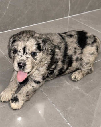 Springer/fluffy frenchies