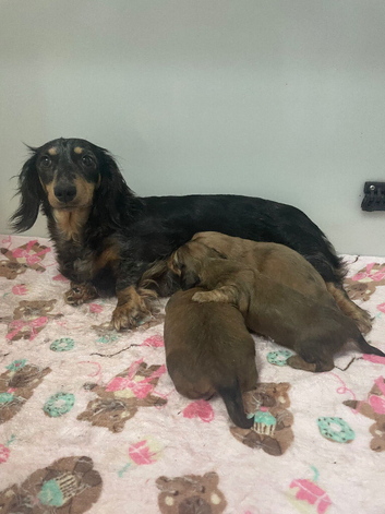READY NOW - Long Hair Miniature Dachshund