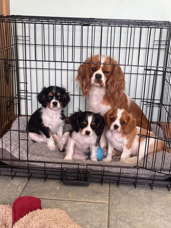 K C Reg Cavalier King Charles