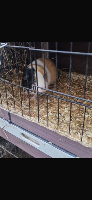 male guinea pig