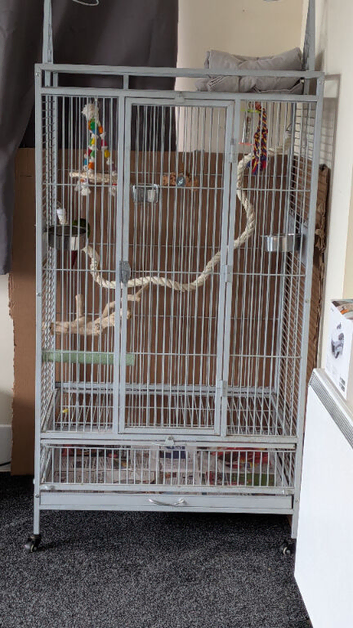 Conure, cage and travel bag