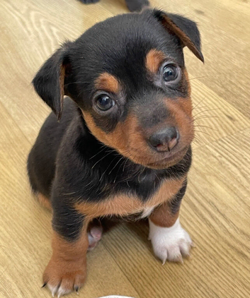 Jack Russell puppies