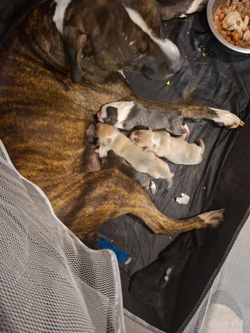 Staffys puppys for sale