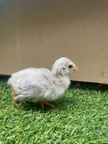 Young guinea fowl