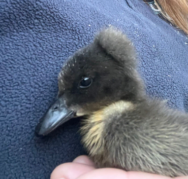 Crested x Cayuga ducklings
