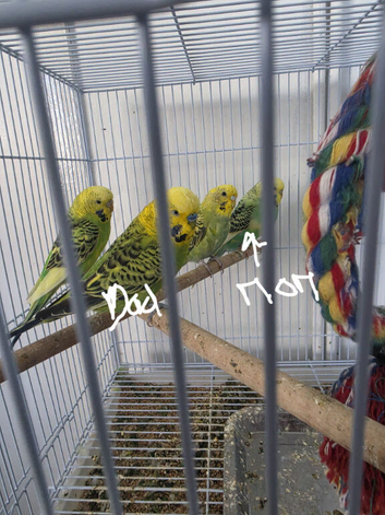 Small Family Green Budgies