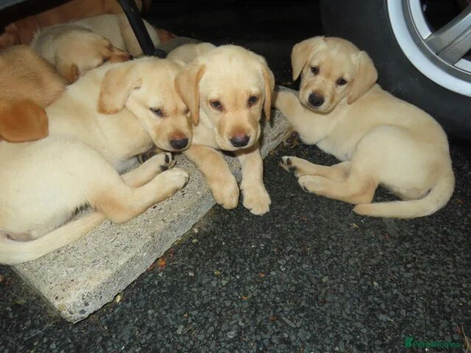 Beautiful Labrador puppy&rsquo;s for sale