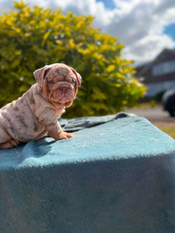 Beautiful English bulldogs ready to leave!