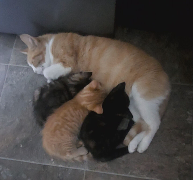 2 kittens girls left