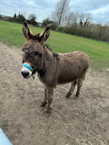 5 year old gelding