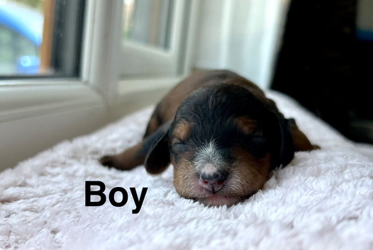 6 adorable cockapoo boys ready on 13th July