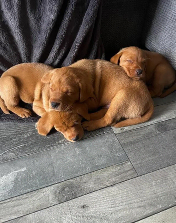 Fox Red Labrador  puppies