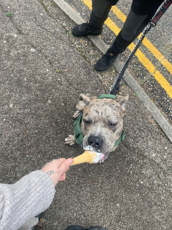 Cane corso x