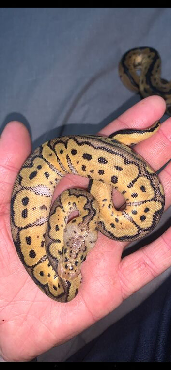 Royal python babies