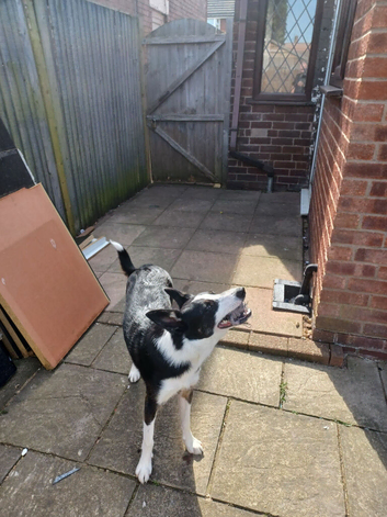 Border collie for sale
