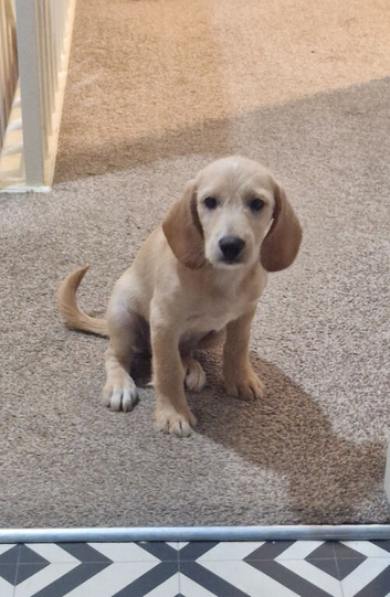 Poogle Pups - 1 Girl Left.
