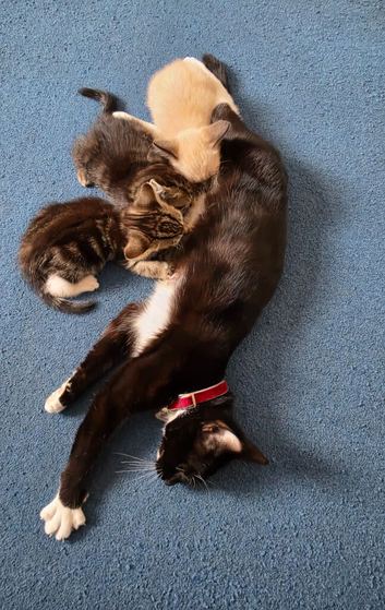 Cats
