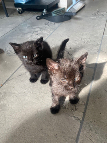 Kittens