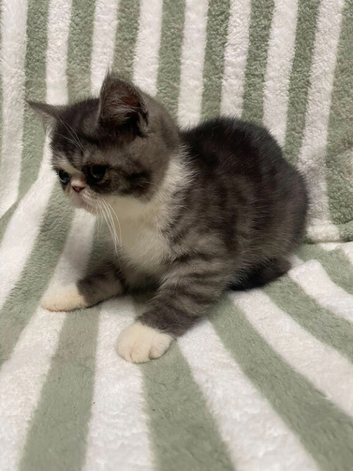 Exotic shorthrthair kittens
