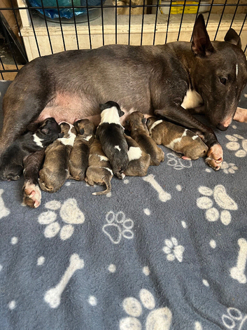 Miniature bull terrier puppies