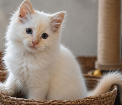 Ready to leave!!! Beautiful TICA registered Ragdoll Kittens