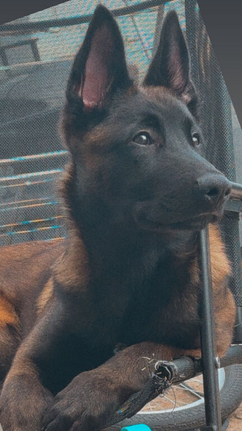 belgian malinois
