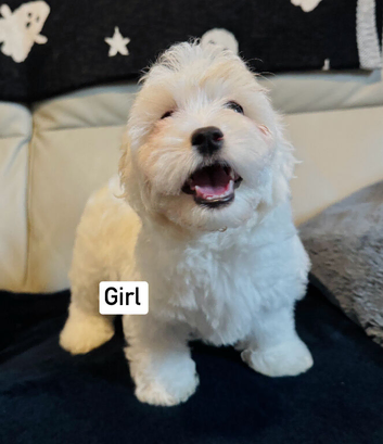 Maltese puppies