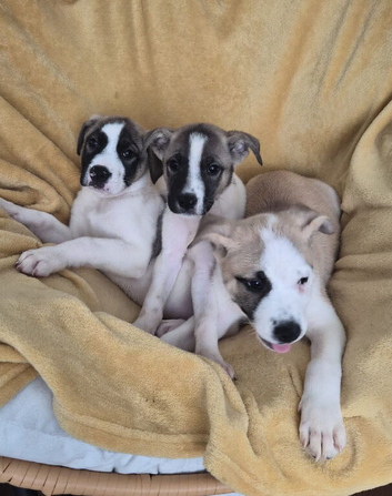 Ready to go - Stunning F1 American Akita x American Bulldog Puppies