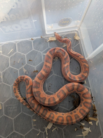 Scaleless hypo male corn snake