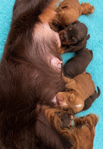 Working Spaniel puppies