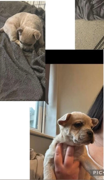 French bull dog cross chow chow