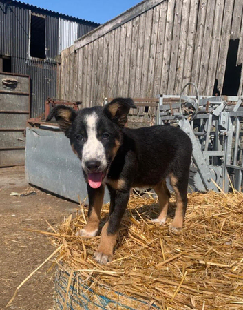 Border collie male puppy for sale