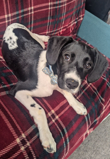 4 month old Female Springerdale Puppy BH1