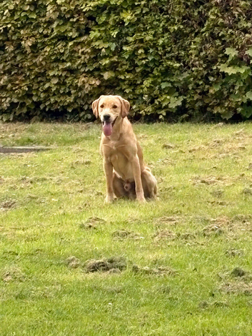 Kc working Labrador for stud