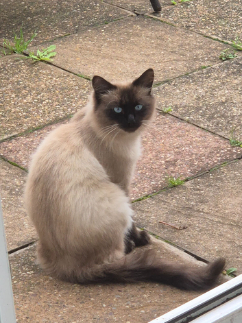Looking for a new home for my 1 year old Siamese Himalayan Teddy
