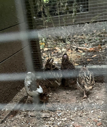 2 yo male quail