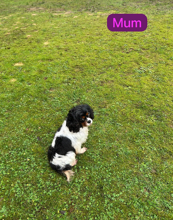 Cavapoo
