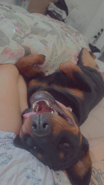 Female rottweiler