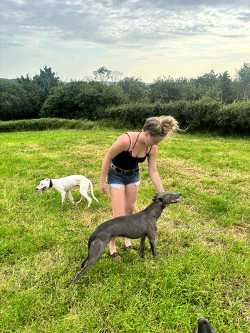 Collie whippet greyhound