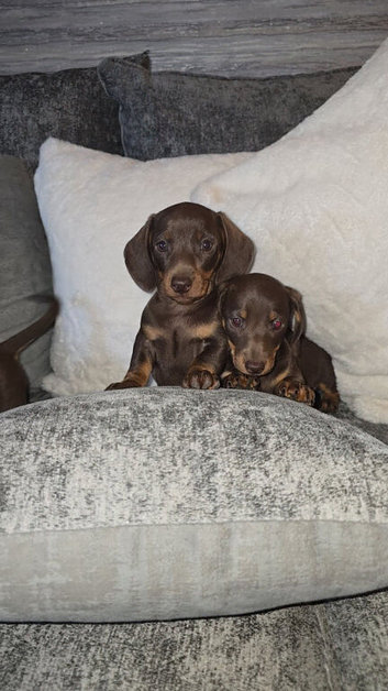 Miniature dachshund