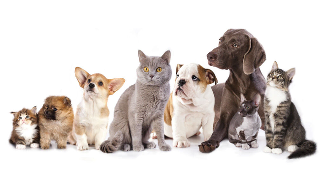 Dog Walking and Pet Sitting