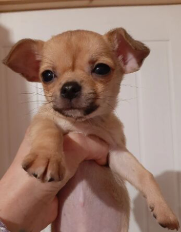 PURE BREED CHIHUAHUA PUPPIES READY FOR LOVING HOMES