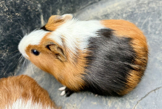 Baby guinea Pigs for sale