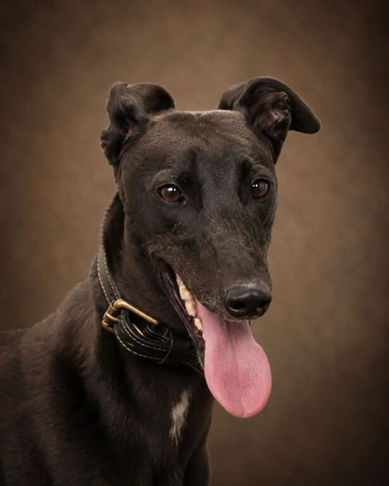 Greyhounds looking for loving homes.