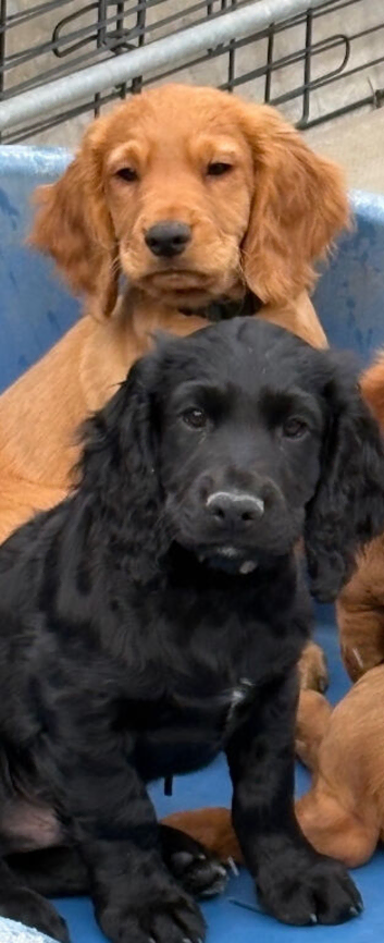 Cocker spaniel pups
