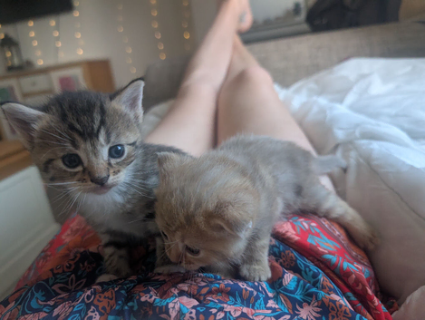 Kittens 1 male 1 female tabby